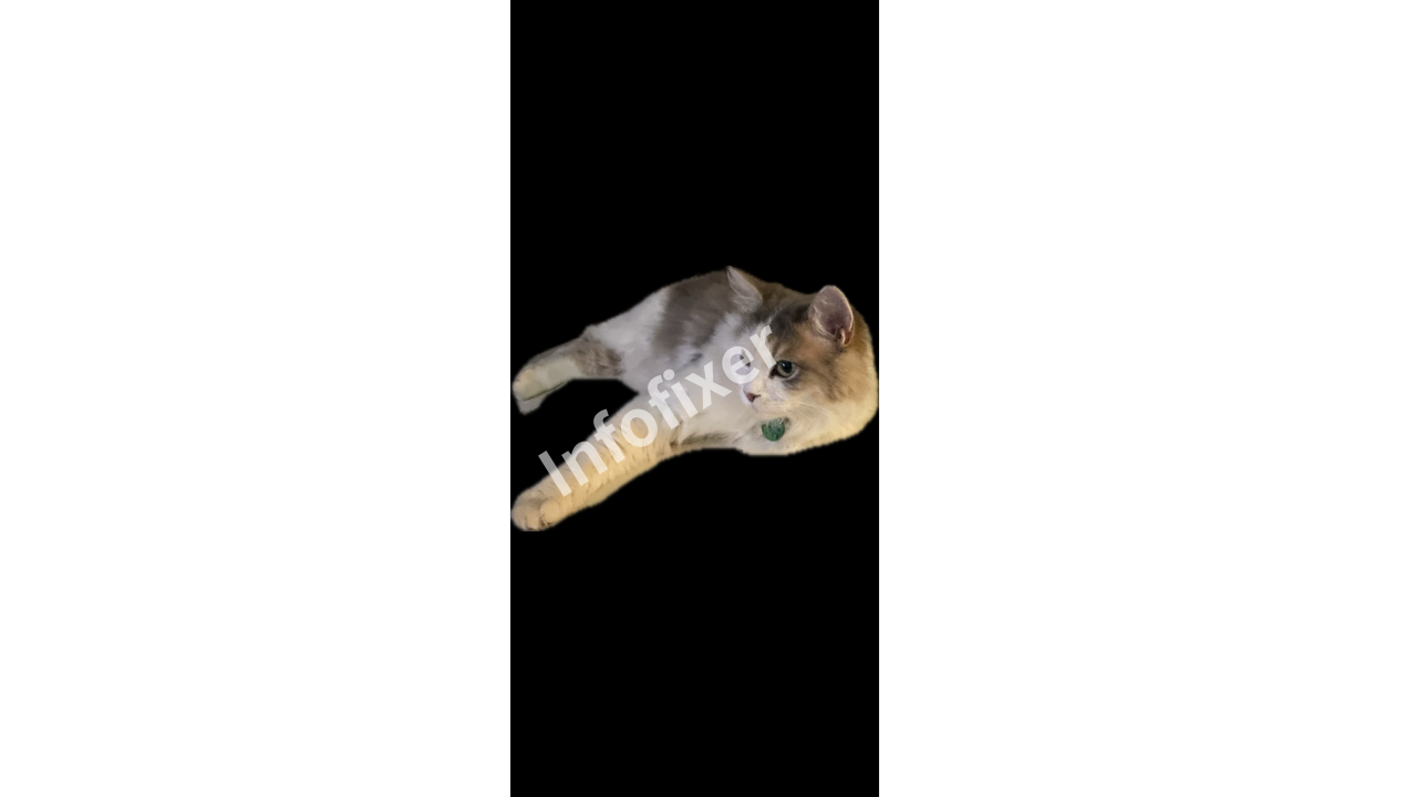 고양이 누끼따기