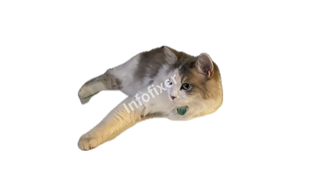 고양이 누끼따기