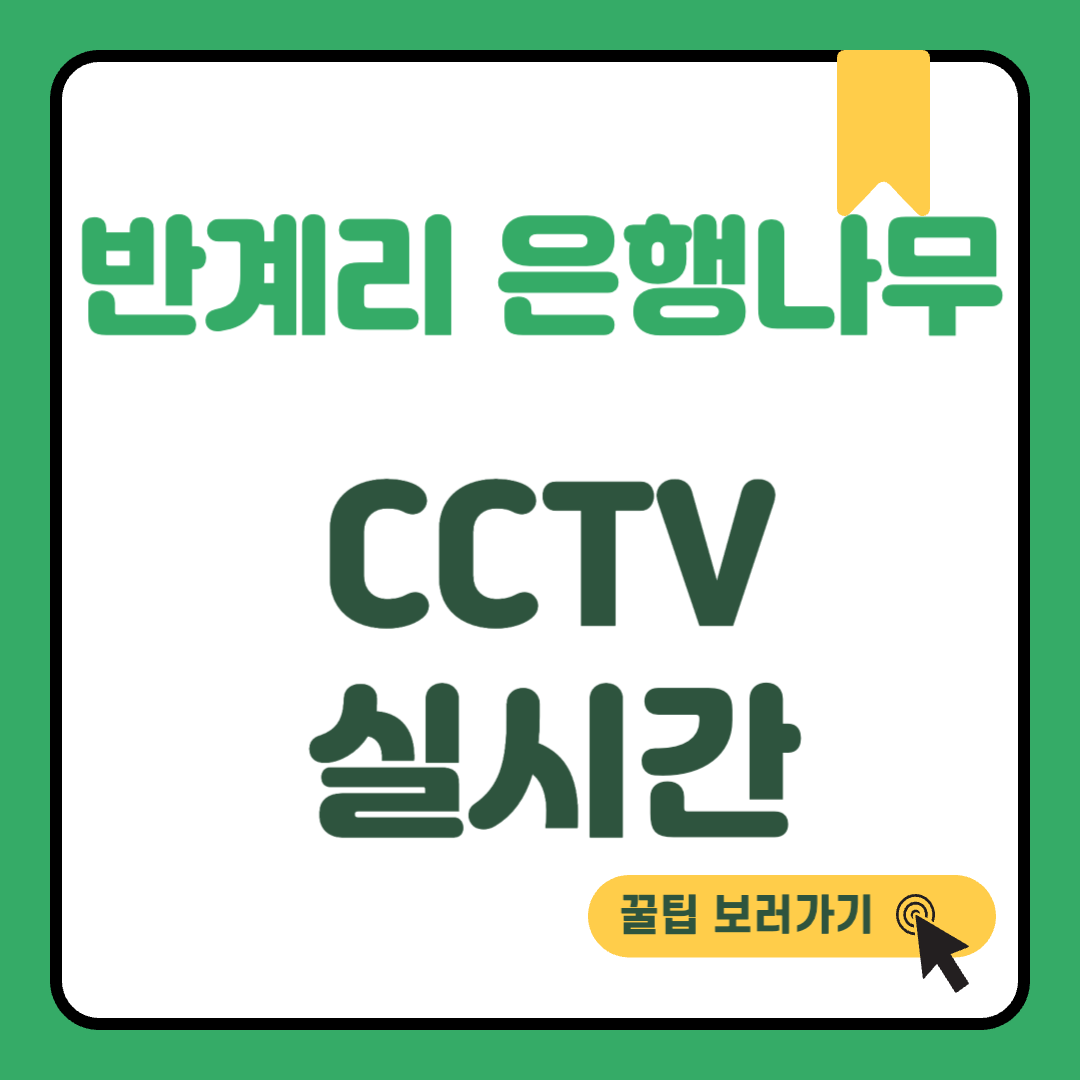 반계리 은행나무 실시간 CCTV 썸네일